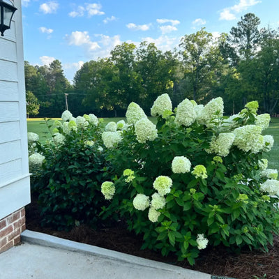 Hydrangea p. Limelight  ~ PP2874 - GoBuyPlants