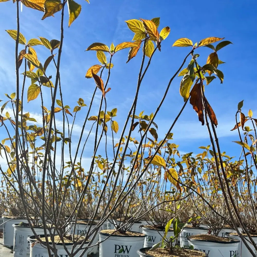 Hydrangea p. Limelight  ~ PP2874 - GoBuyPlants