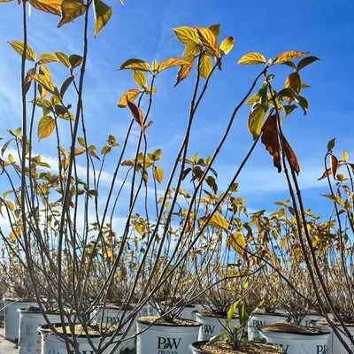 Hydrangea p. Limelight  ~ PP2874 - GoBuyPlants