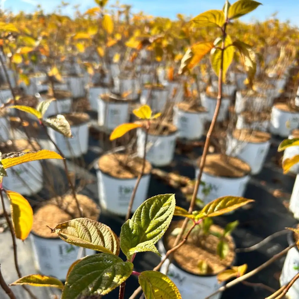 Hydrangea p. Limelight  ~ PP2874 - GoBuyPlants