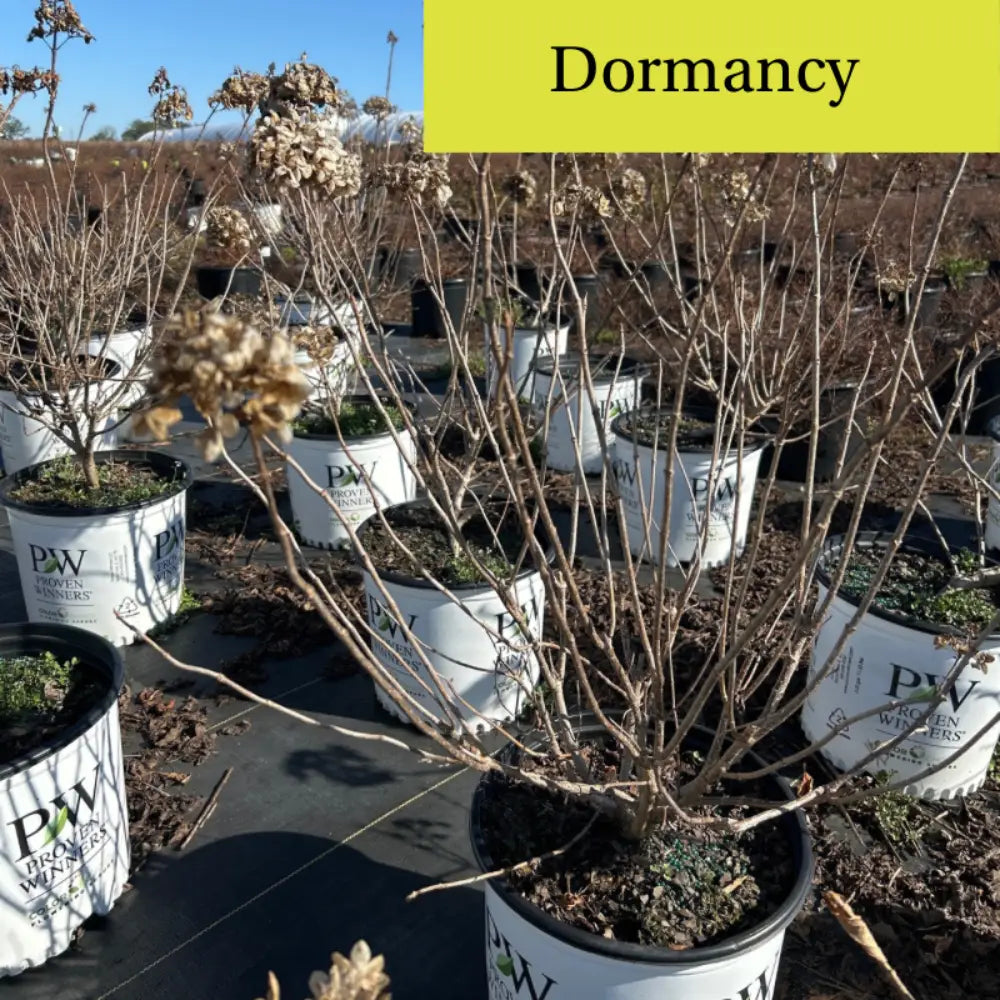 Hydrangea p. Limelight  ~ PP2874 - GoBuyPlants