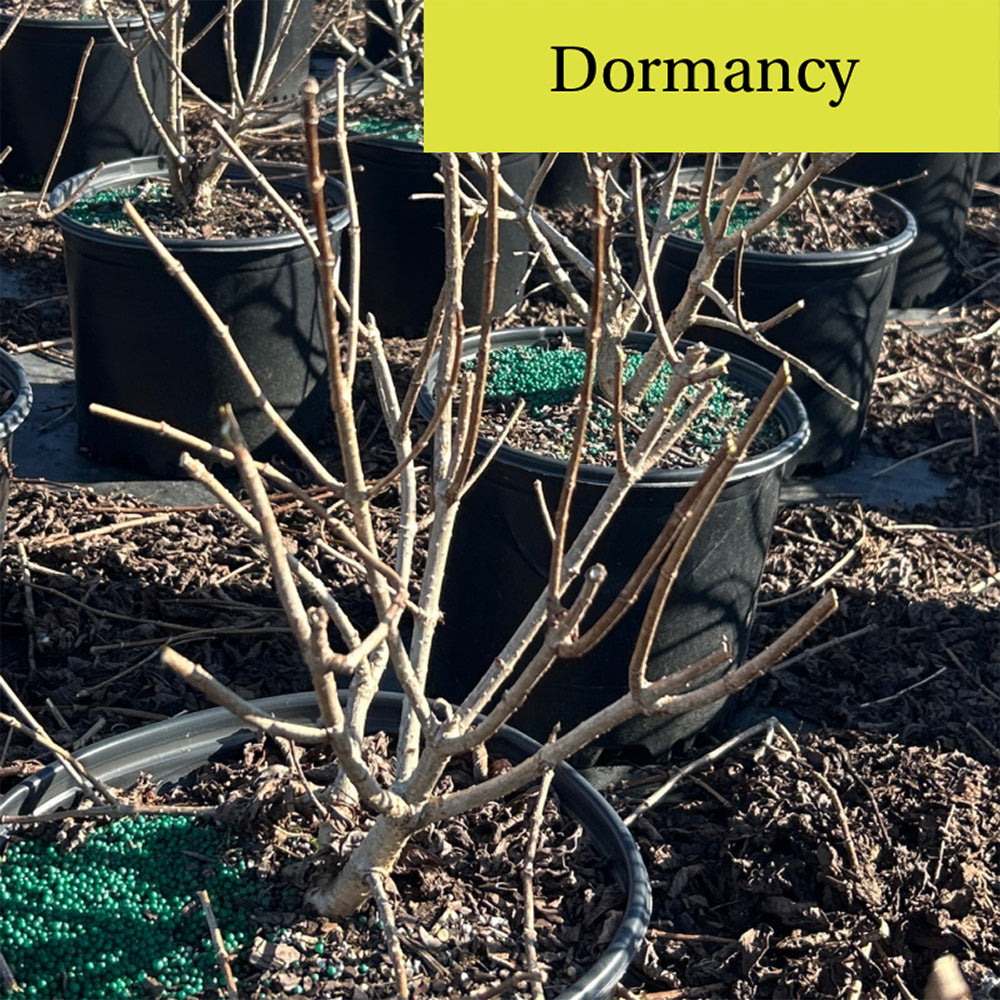 Hydrangea p. Tardiva - GoBuyPlants