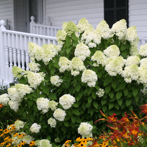 Limelight Hydrangea with large lime green panicle flowers