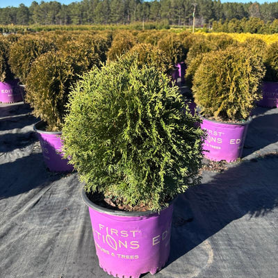 Planet Earth® Arborvitae