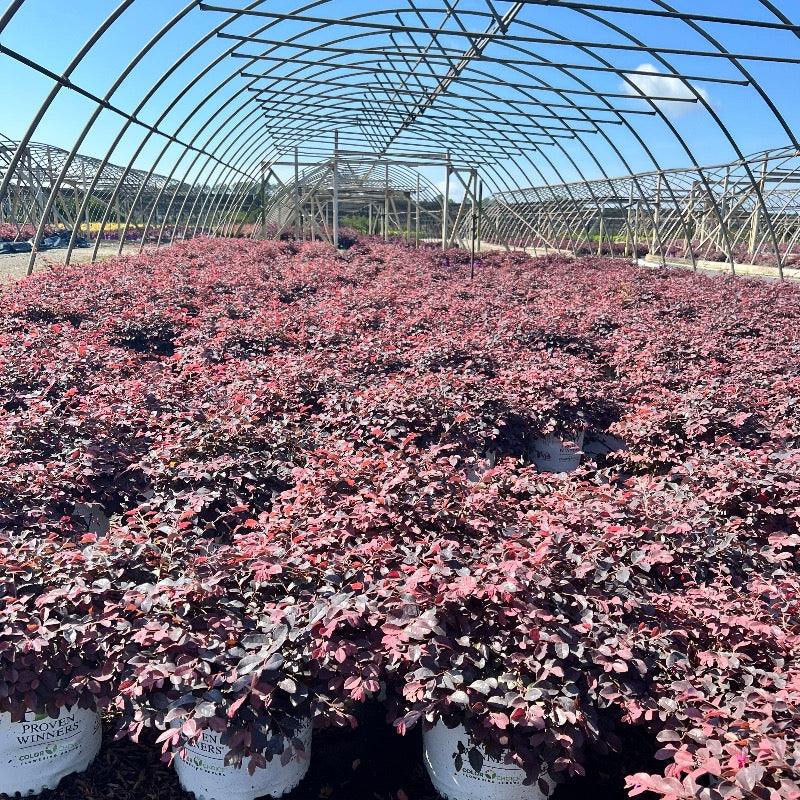 Loropetalum chinense 'KURENAI' ~ Jazz Hands® Dwarf Pink Fringe Flower