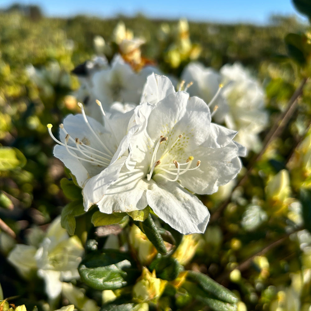 Azalea Delaware Valley White
