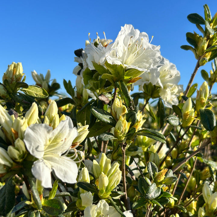 Azalea Delaware Valley White