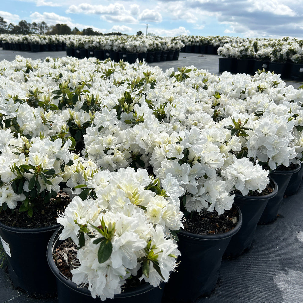 Azalea Delaware Valley White