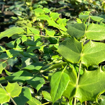 Mahonia bealei ~ Leatherleaf