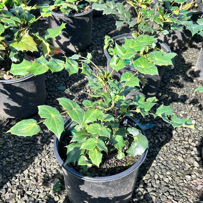 Mahonia bealei ~ Leatherleaf