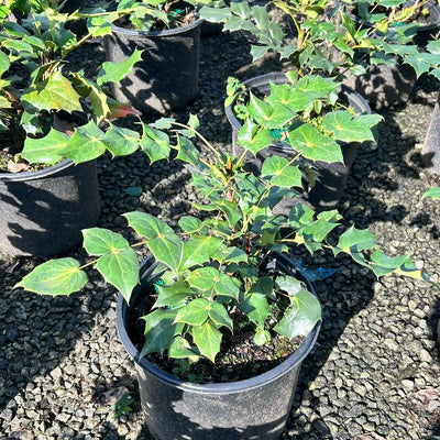 Mahonia bealei ~ Leatherleaf