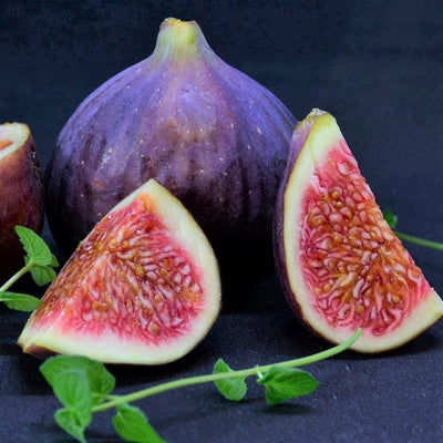 Fignomenal® Dwarf Fig