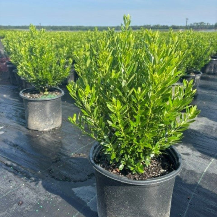 Ilex Shamrock