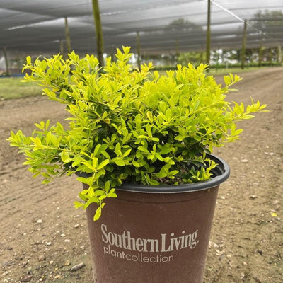 Ilex crenata 'Adorned'  ~ Touch of Gold® Holly