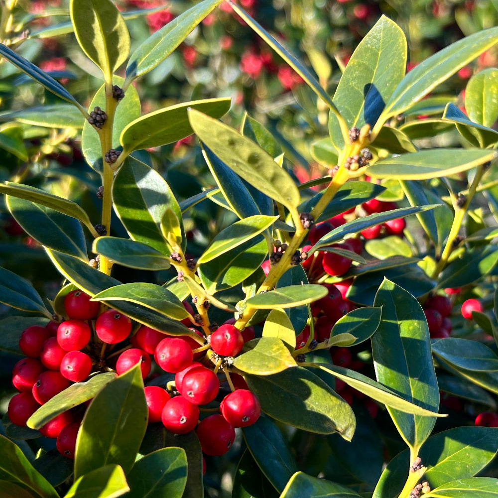 evenflo carissa Ilex Carissa