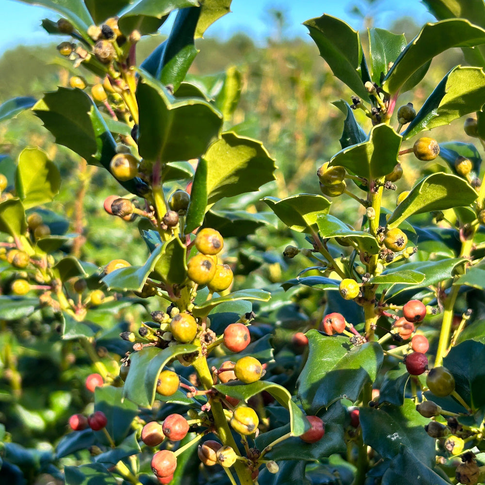 Ilex China Girl ~ Holly - GoBuyPlants
