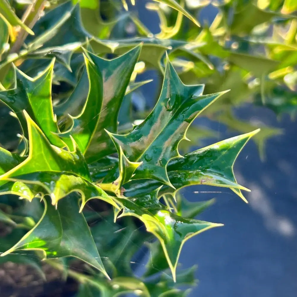 Ilex Rotunda ~ Dwarf Chinese Holly