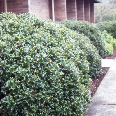 Ilex Rotunda ~ Dwarf Chinese Holly