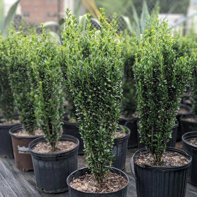 Ilex Sky Pencil - GoBuyPlants