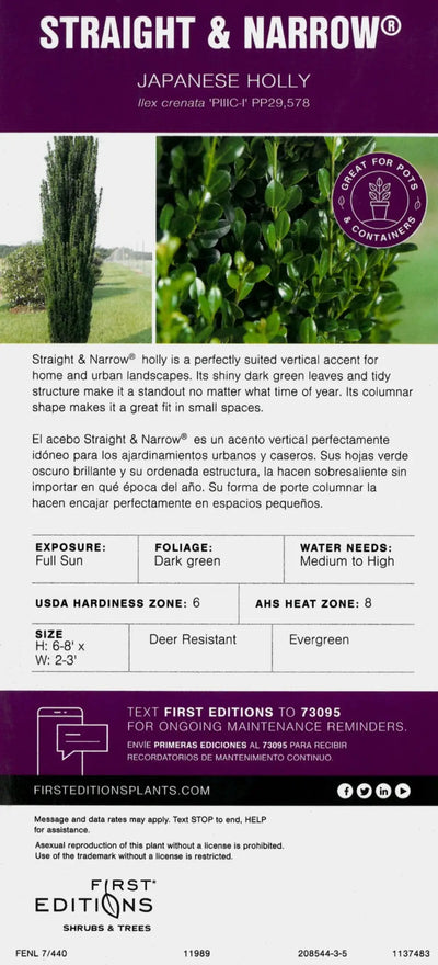 Ilex Straight and Narrow™ ~ Japanese Holly