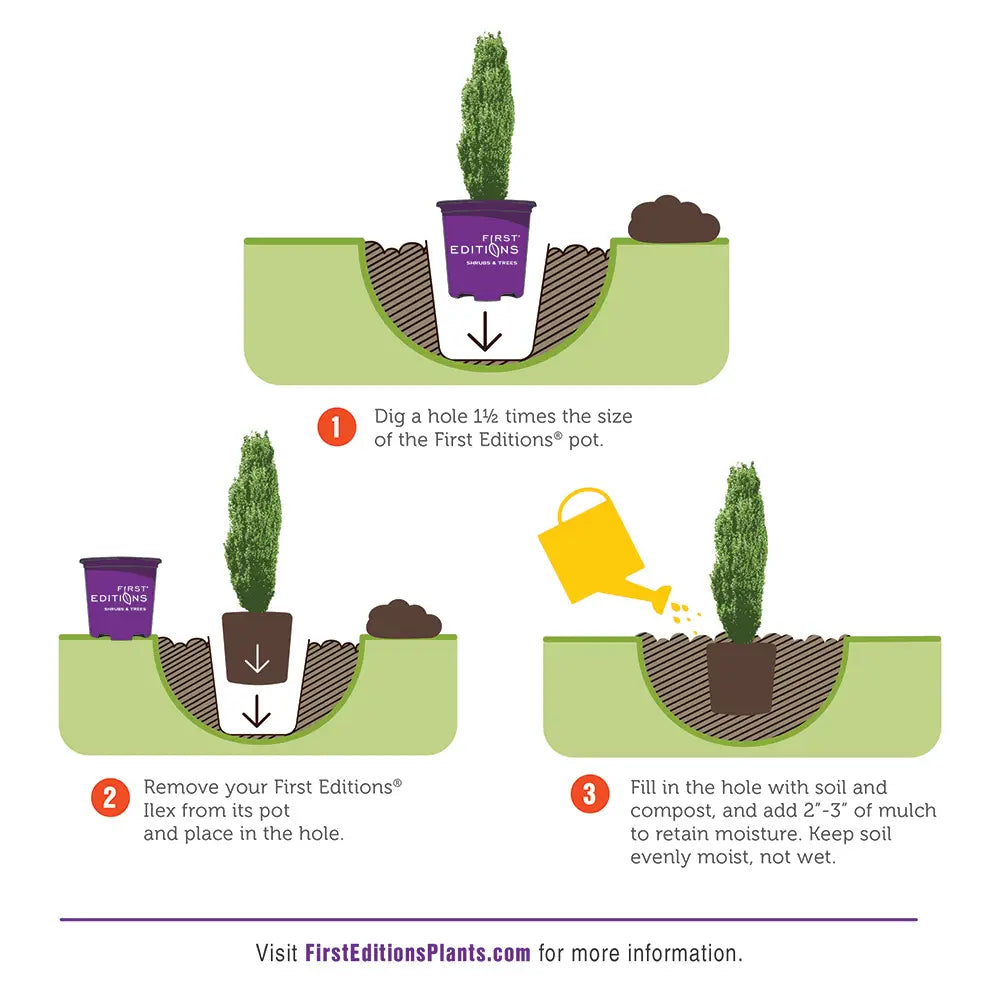 Ilex Straight and Narrow™ ~ Japanese Holly