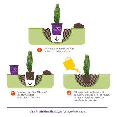 Ilex Straight and Narrow™ ~ Japanese Holly