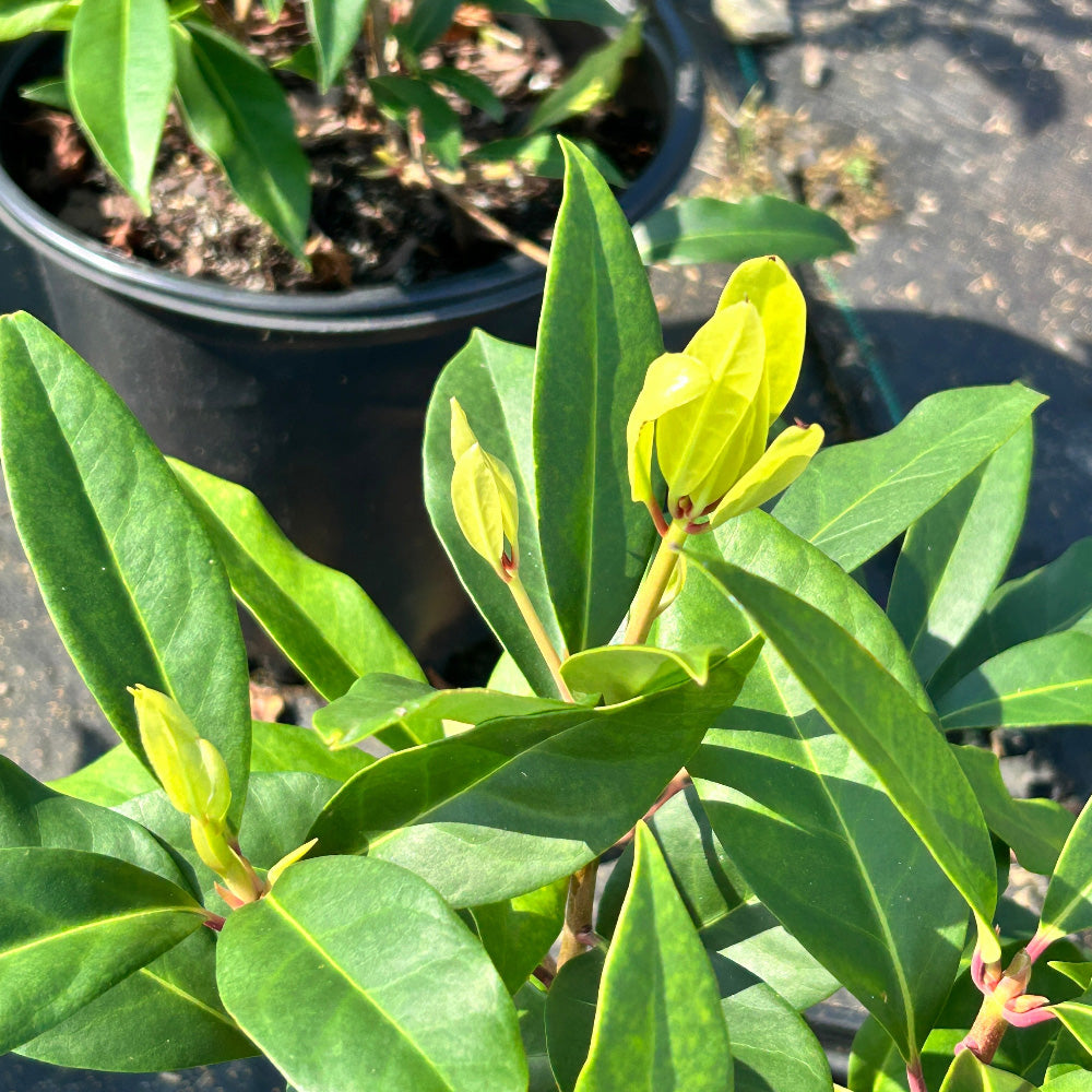 Aztec Fire Anise - Illicium floridanum 'Aztec Fire' – GoBuyPlants