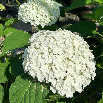 Hydrangea a. Incrediball® - GoBuyPlants
