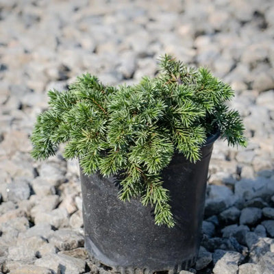 Juniper Blue Pacific - GoBuyPlants