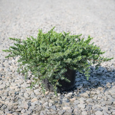 Juniper Blue Pacific - GoBuyPlants