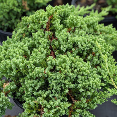 Juniper pro. Nana - GoBuyPlants