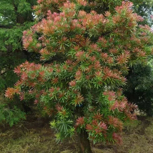 Podocarpus Mood Ring