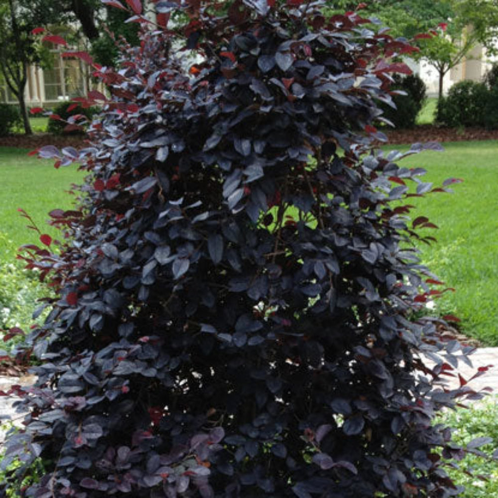 Dark purple-leaved shrub in a garden setting with green grass and plants.