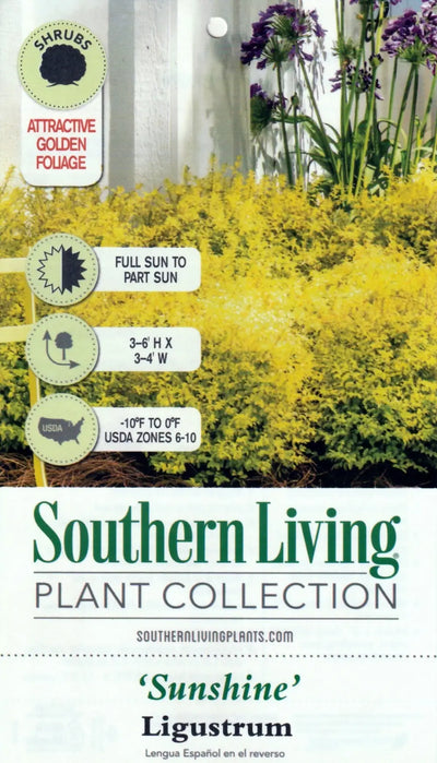 Ligustrum Sunshine ~ PP0379 - GoBuyPlants