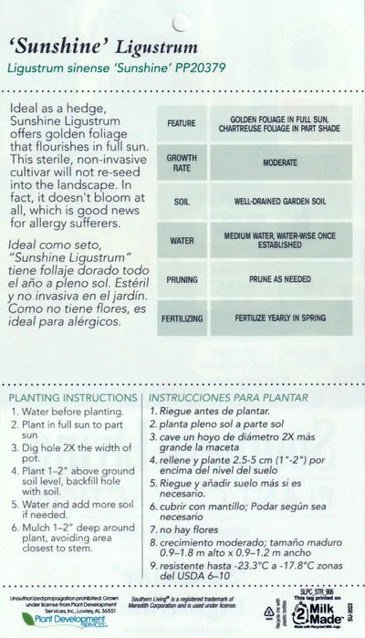 Ligustrum Sunshine ~ PP0379 - GoBuyPlants