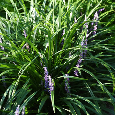 Liriope Big Blue