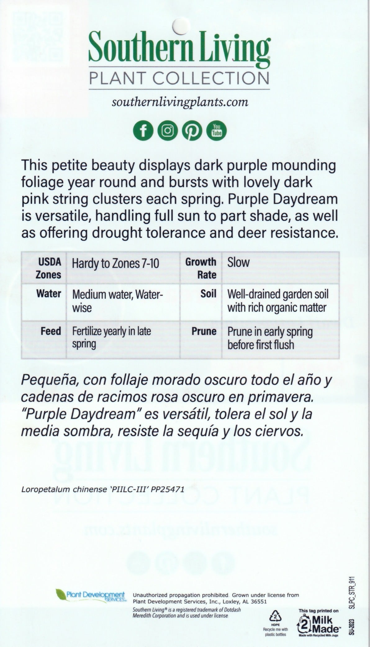 Loropetalum chinense 'Purple Daydream' ~ Purple Daydream Fringe Flower