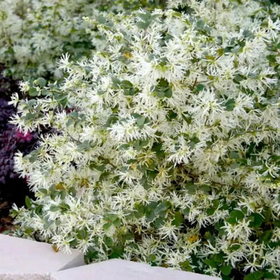 Loropetalum Emerald Snow® ~ Fringe Flower