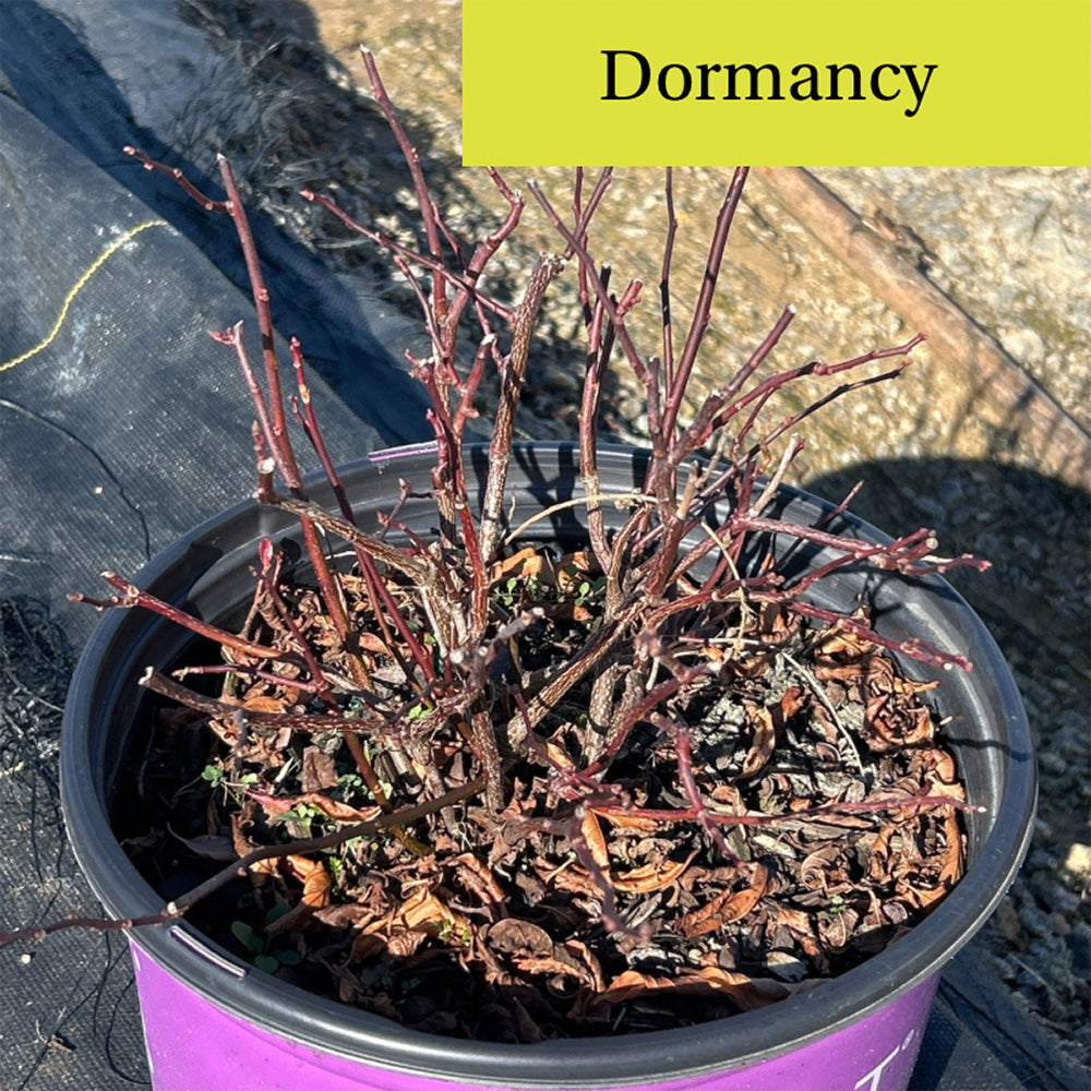 Itea Love Child® ~ Sweetspire - GoBuyPlants