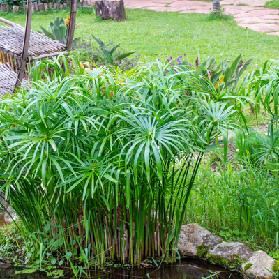 Cyperus alternifolius 'gracilis' ~ Miniature Umbrella Plant