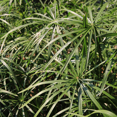 Cyperus alternifolius 'gracilis' ~ Miniature Umbrella Plant