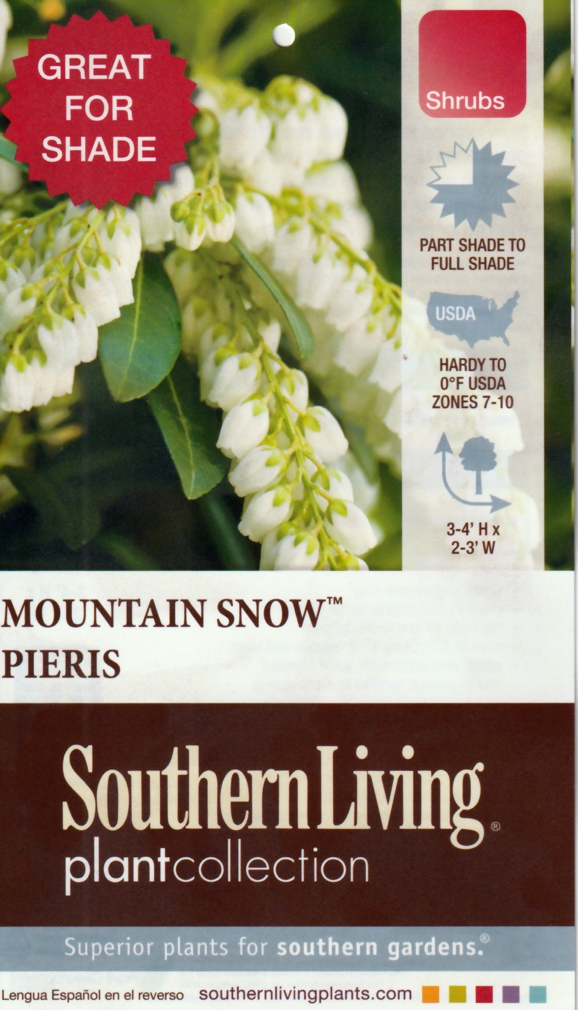 Pieris japonica ‘Planow’ ~  Mountain™ Snow Pieris