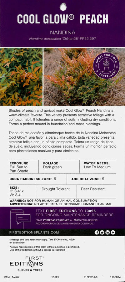 Nandina Cool Glow® Peach