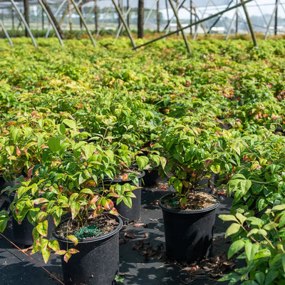 Nandina Firepower ~ Heavenly Bamboo - GoBuyPlants