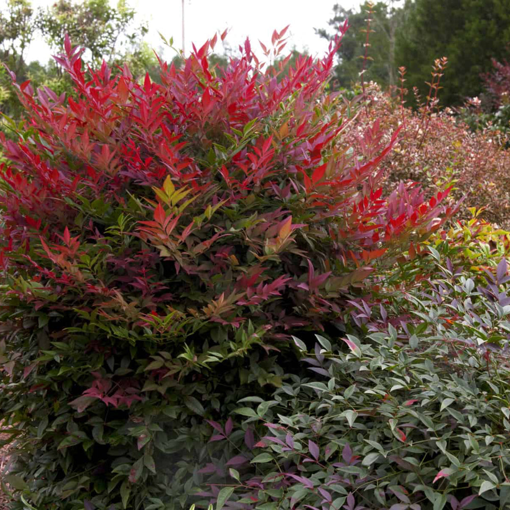 Obsession Nandina with deep red new foliage and dark green leaves