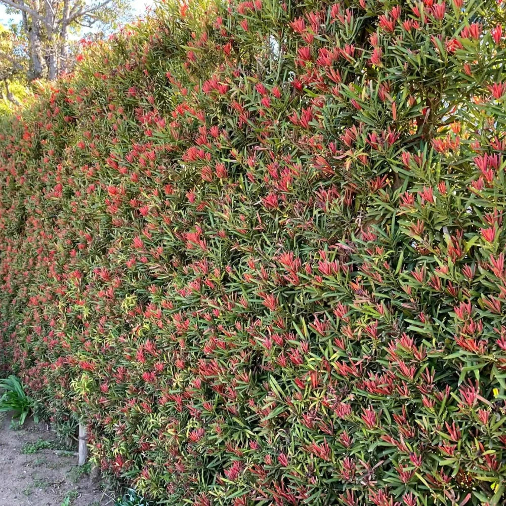 Mood Ring Podocarpus with bronze copper burgundy and green foliage