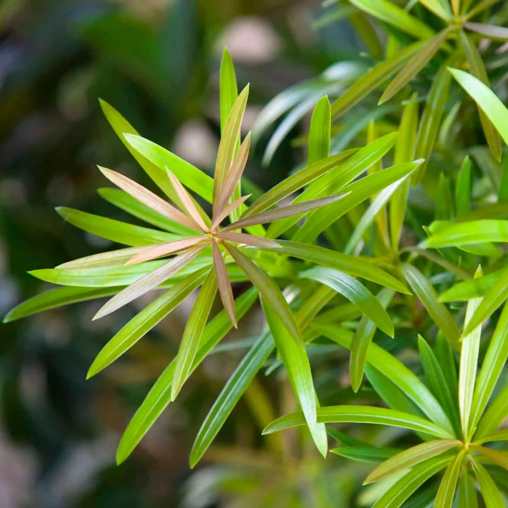 Mood Ring Podocarpus with bronze copper burgundy and green foliage