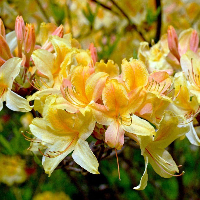 Rhododendron ‘QbackB’ PP27083 ~ Azalea Sunbow® Solar Flare