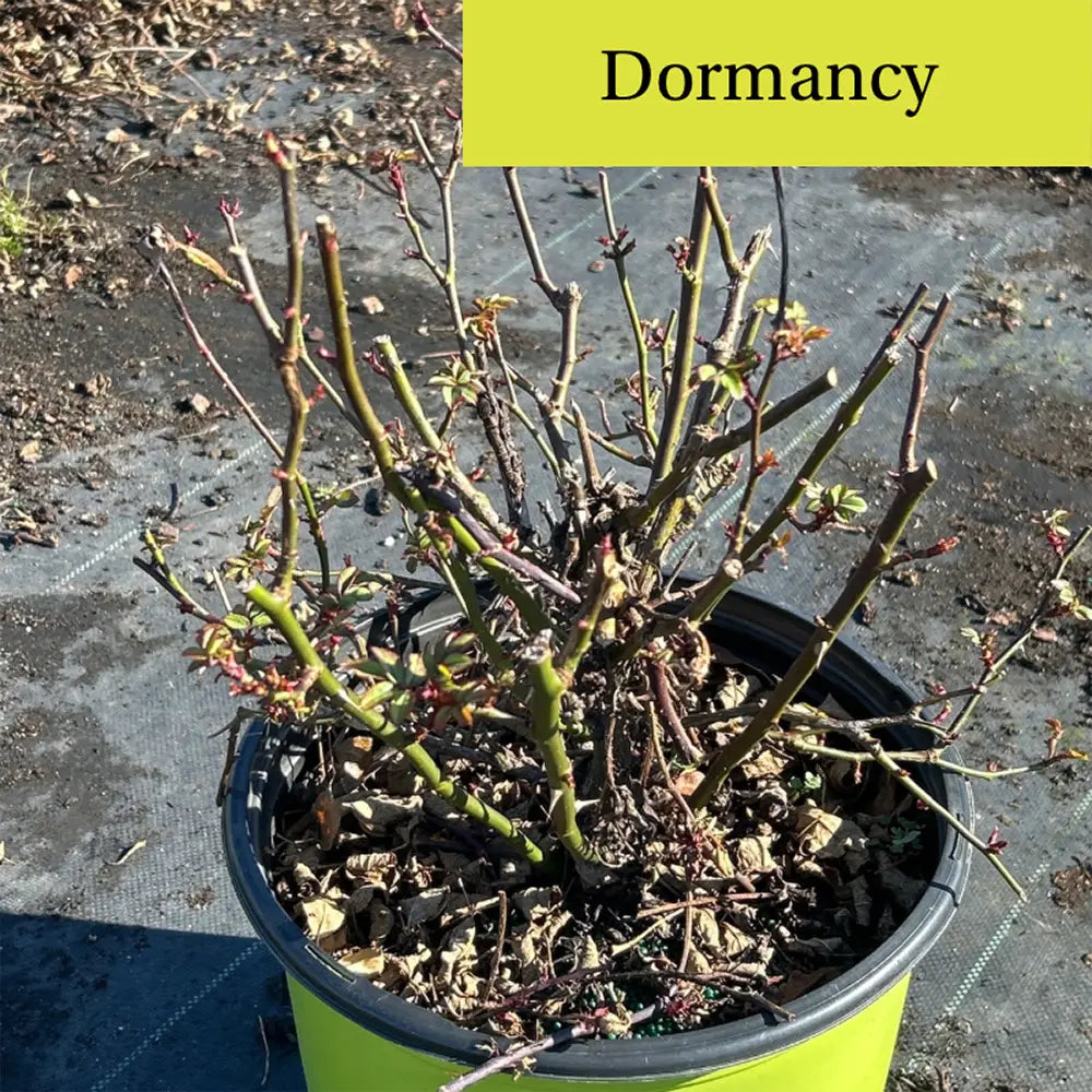 Rose Double Knock Out®