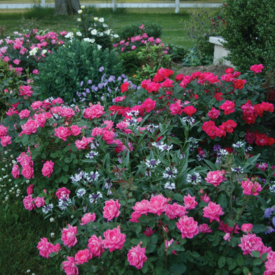 Rose Pink Double Knock Out®